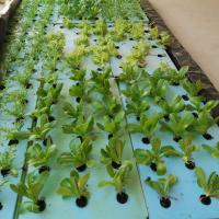 241380308_336318588031912_8853985796028938852_n.jpg Hydroponics
