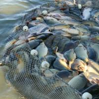 fish.jpg Fish Farming