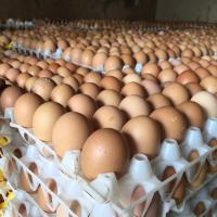 table egg.jpg table egg