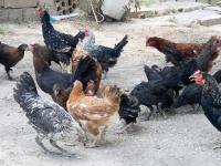 Breeding Chicken 