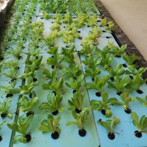 241380308_336318588031912_8853985796028938852_n.jpg Hydroponics