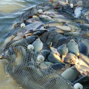 fish.jpg Fish Farming