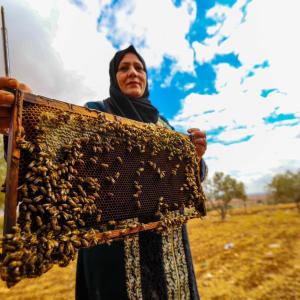 العسل.jpg mountain hives