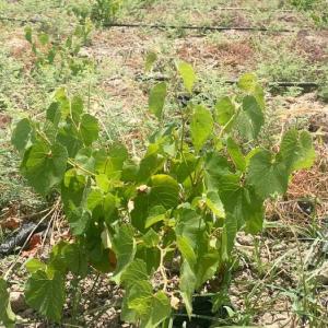 Grape Leaves.jpg Grape Leaves