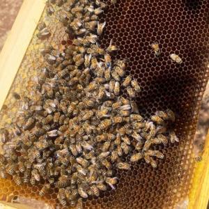 Honey Bees.jpg Honey Bees