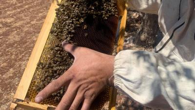 beehives