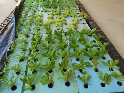 Hydroponics