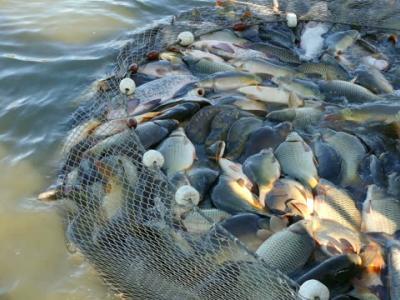 Fish Farming