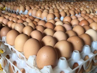 table egg