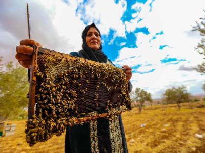 mountain hives