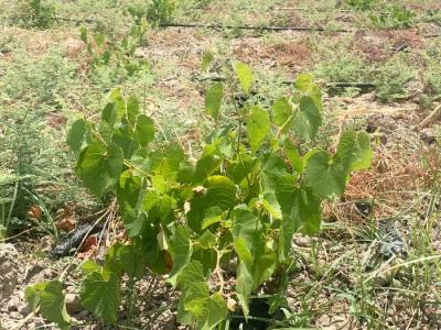 Grape Leaves