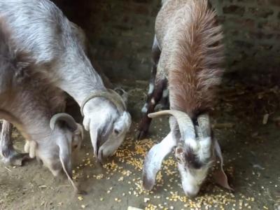 Raising Sheep Project