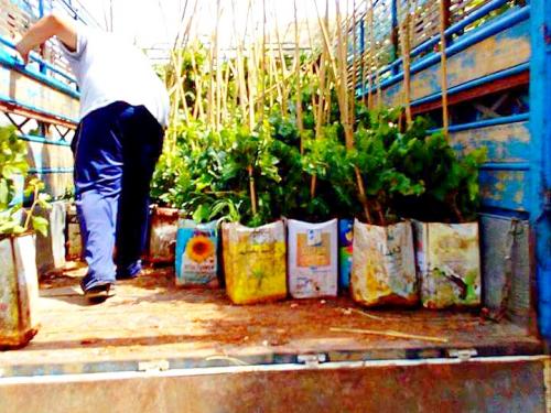 Gape Plants
