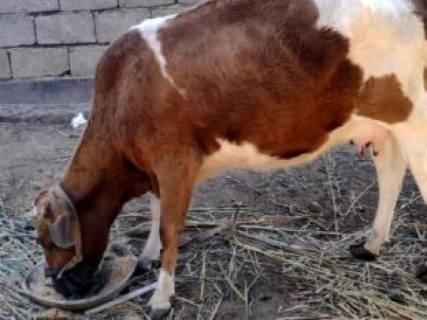 مشروع تسمين العجل