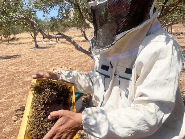 Beehives
