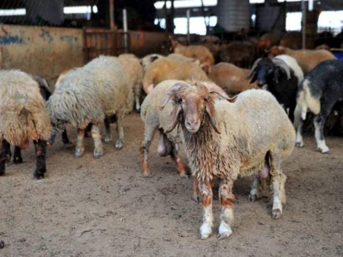 Raising Sheep Project - Al Hasa