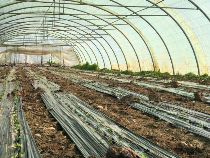 Grandmother and Her Orphans” – Corn Farming (4 Greenhouses)