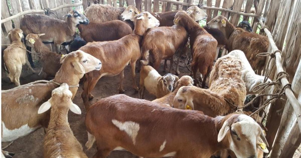Goats Breeding Project | Rewell Society
